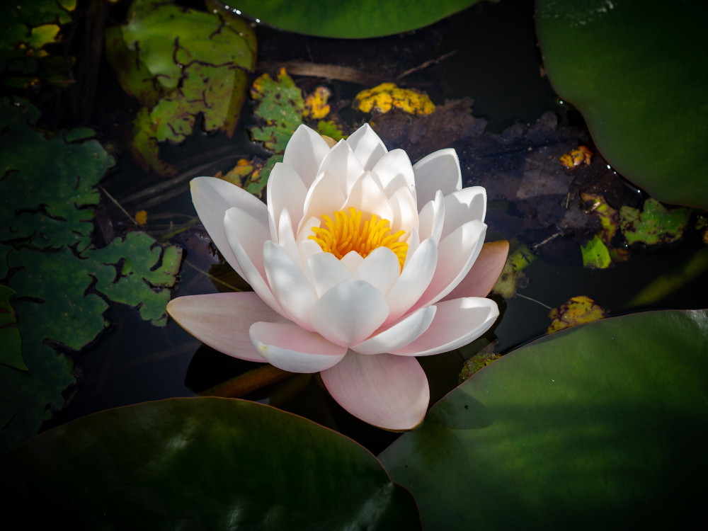 Lotus Flower